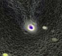 nucleus.jpg